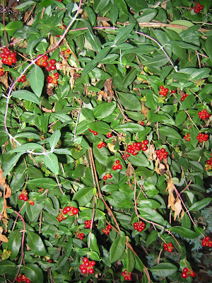 Dogwood+tree+berries+edible