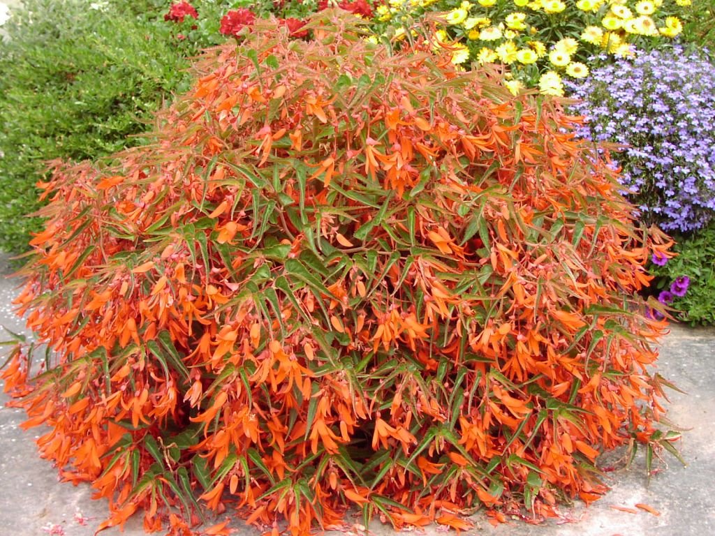 Valley View Farms PLANT OF THE WEEK Bonfire Begonia