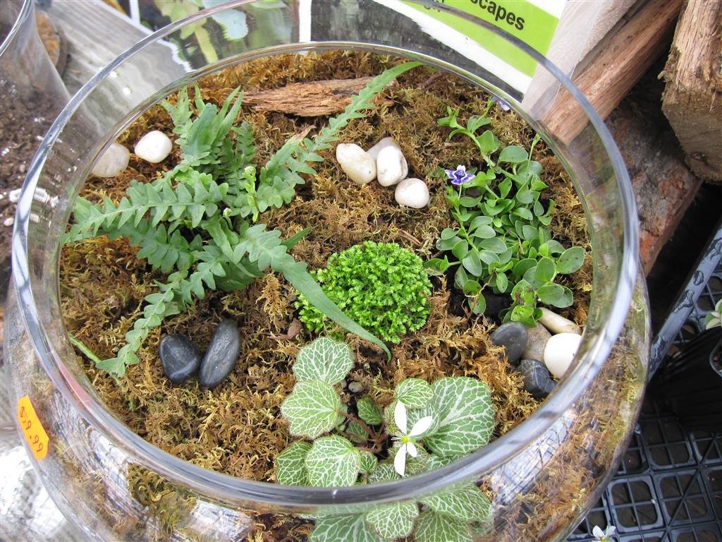 Valley View Farms How to Make a Terrarium