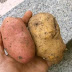 Gusto e sapore della natura calabrese: le patate rosse silane.