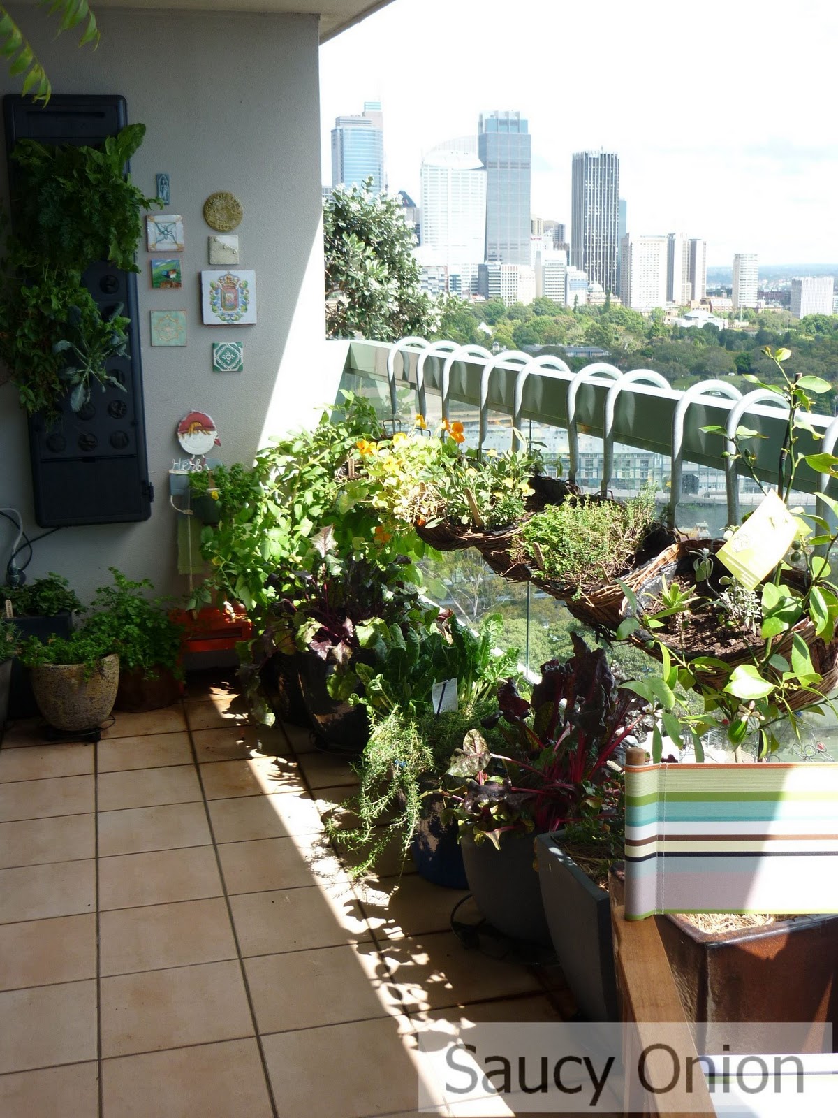 Saucy Onion Edible Balcony potato crop