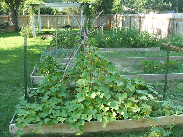 lemon cucumbers