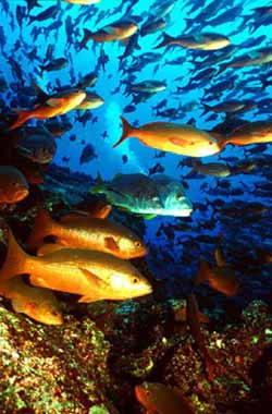FOTOS PECES COMESTIBLES fotos peces comestibles: