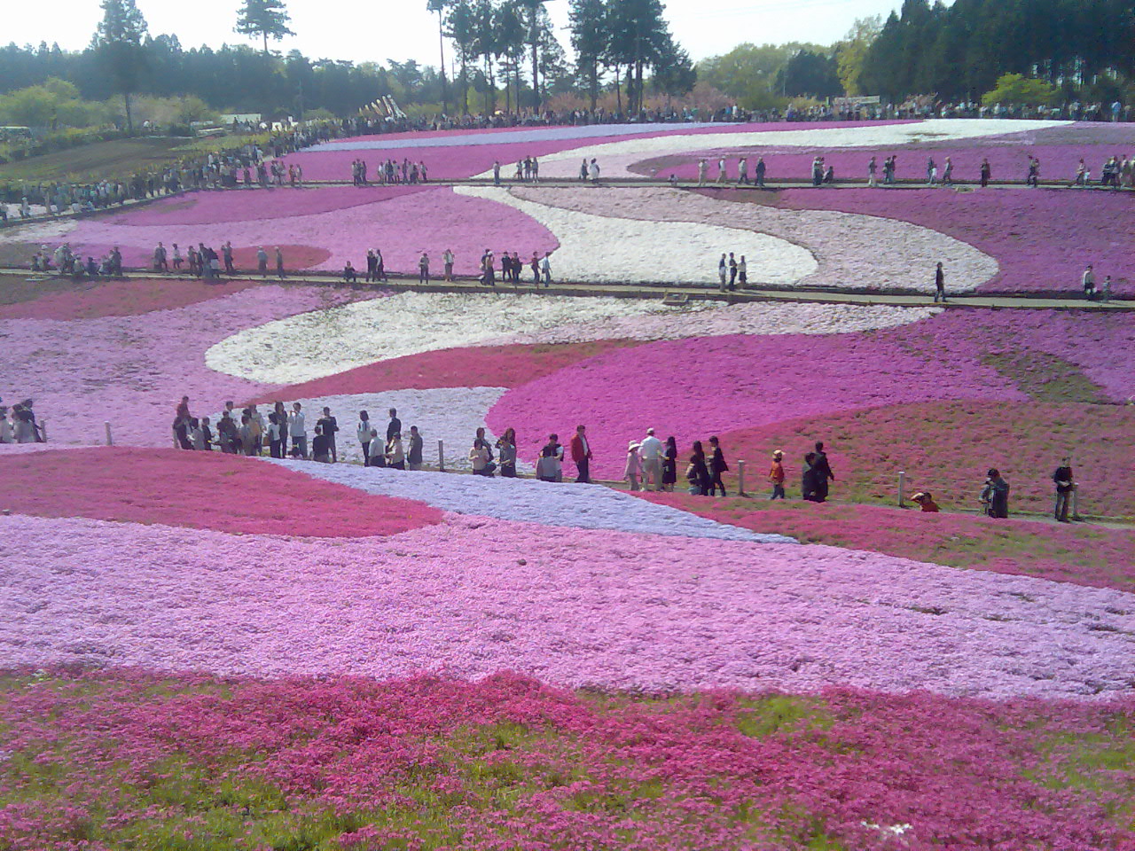 اجمل حدائق الورد والازهار الطبيعية سبحان الخالق  Pink+Gardens,+Shiba+Sakura,+Japan+%284%29