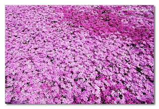 صور زهرة الساكورا ( أزهار الكرز ) .. Pink+Gardens,+Shiba+Sakura,+Japan+%289%29
