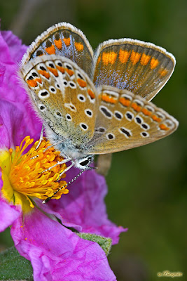 Primavera