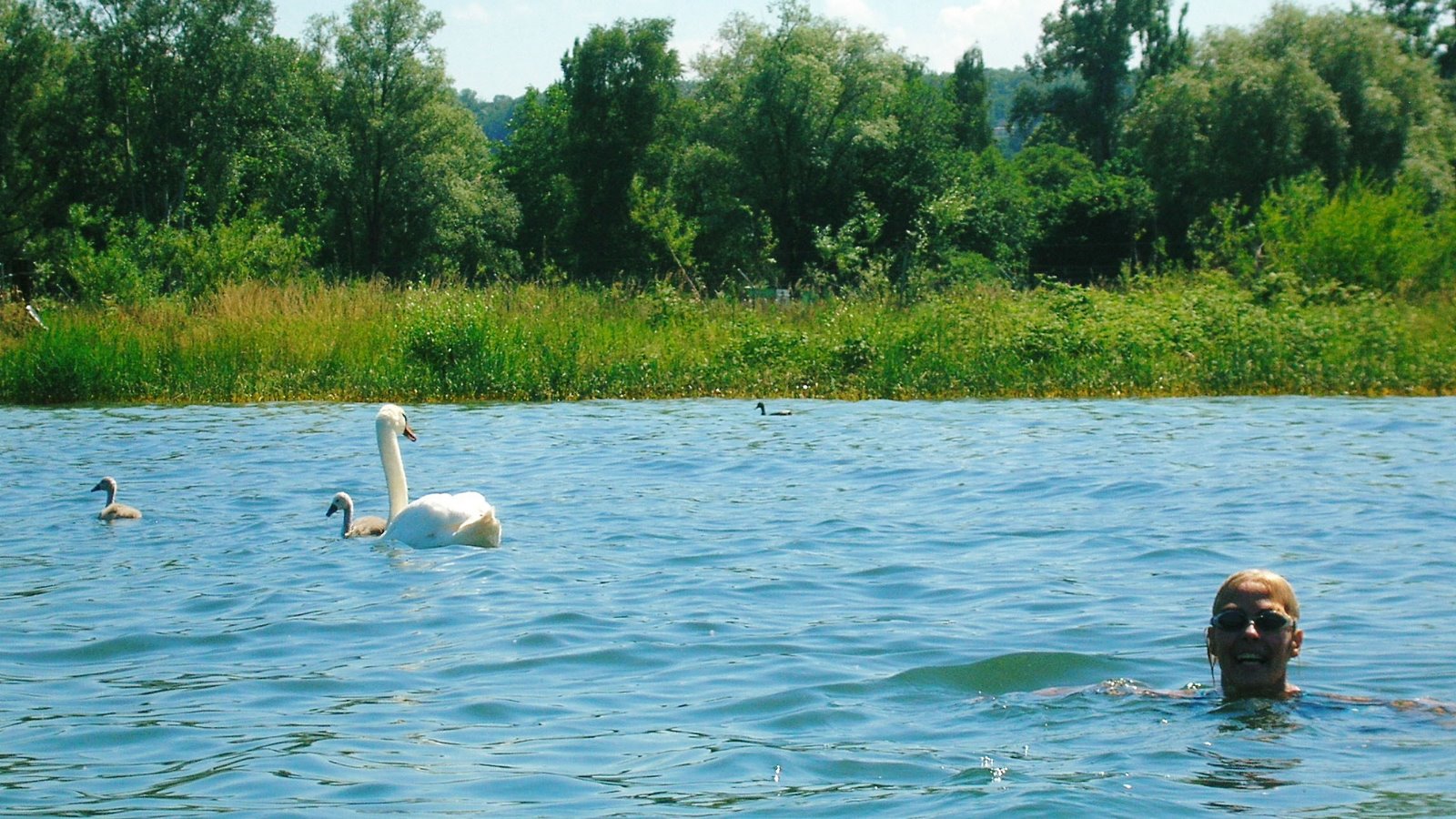 [Swimming+with+swans.jpg]