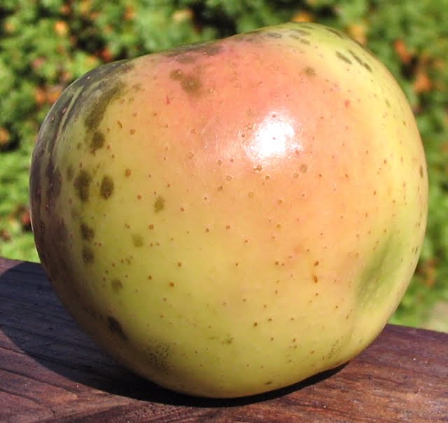 Adam's Apples Winter Banana