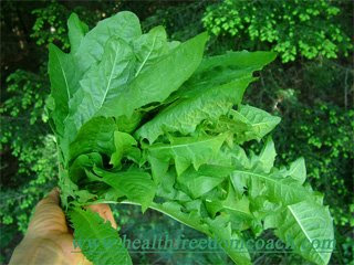Dandelion Recipes for You