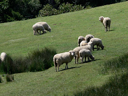 Anderson Valley sheep