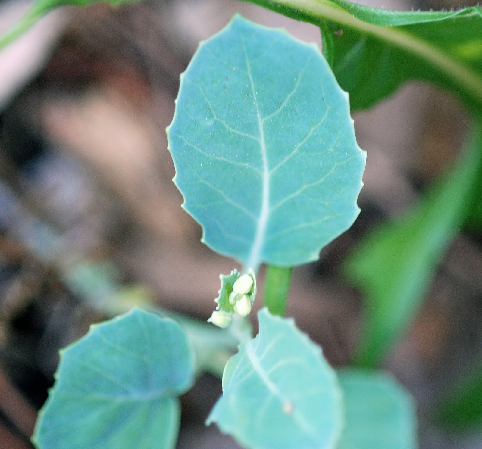 Vegetable Matter Chinese Kale Quesadilla