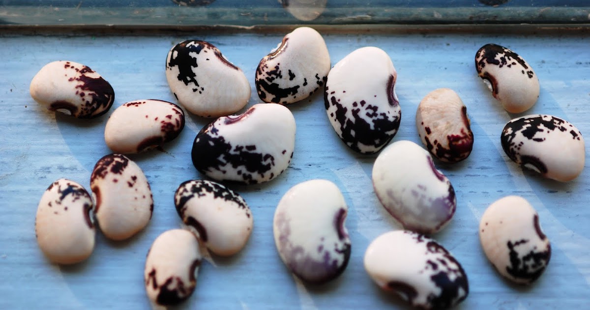 Vegetable Matter Brothy Mediterranean Lima Beans