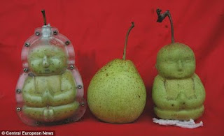 Buddha Shaped Pears