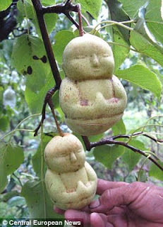 Buddha Shaped Pears in a tree