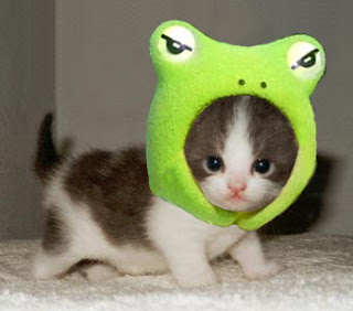 Saye suke kucing ni.. saye ambik gambar kucing ni dari