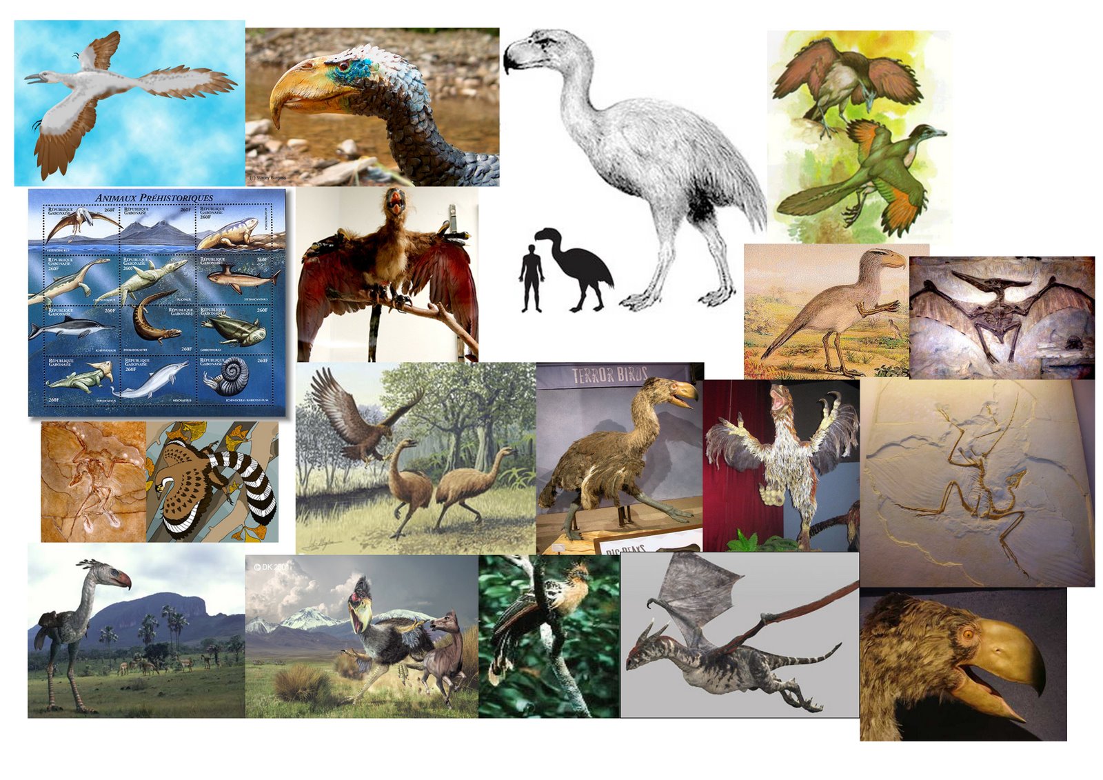 [moodboard_prehistoricbirds_01.jpg]