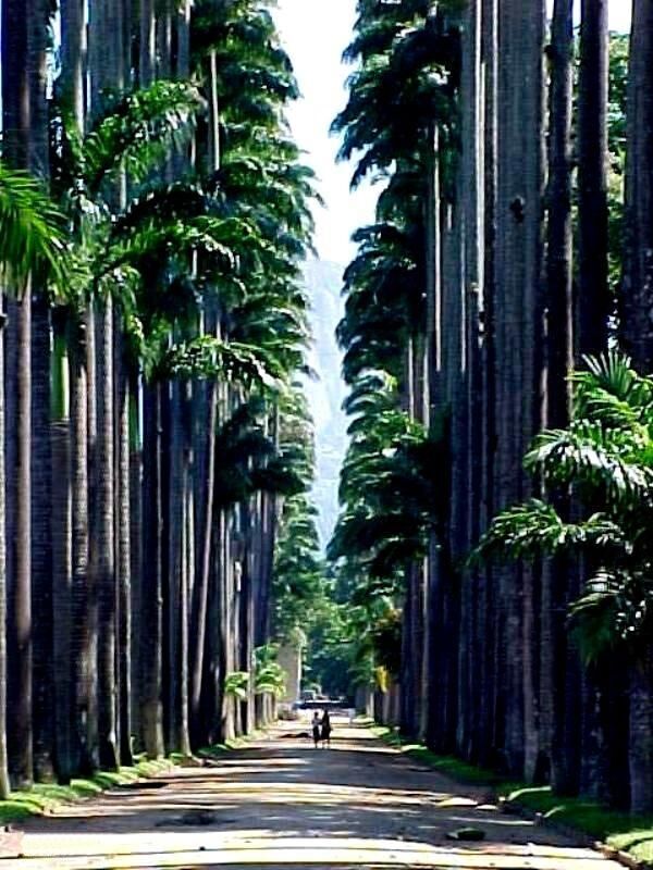 [Centenary+Palm+Trees,+Rio+de+Janeiro-757012.jpg]