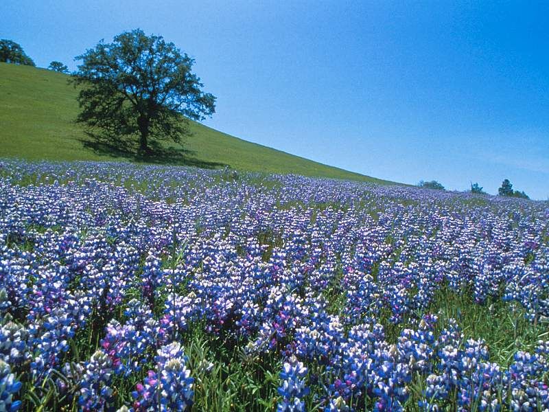 [Field+Colors,+Orosi,+California-739268.jpg]