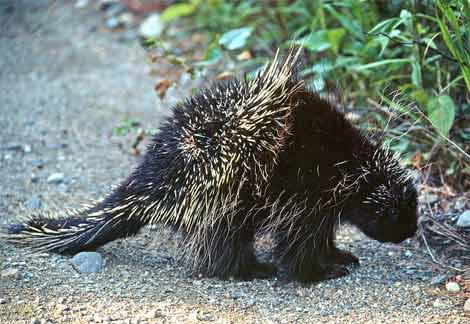 Rookery Ramblings: Porcupine De...