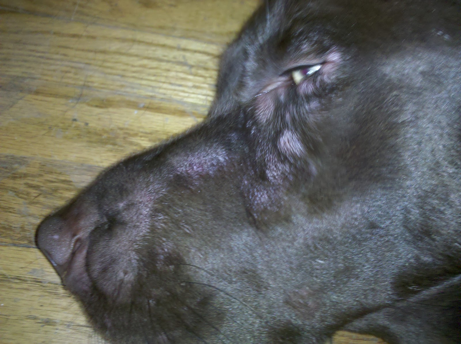 MinervaJo Labrador Retriever Ear Infection, Infected Gash, Sting, Hives