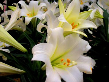 easter-lily.jpg