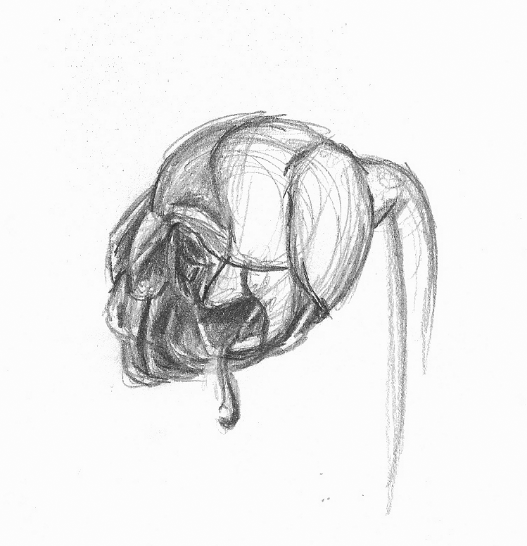 black and white rose drawing. black and white rose drawing.
