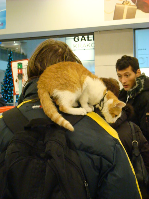 [cat+in+grocery+on+shoulder+g.JPG]