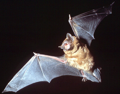 Morcegos [1999]