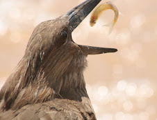 Hamerkop