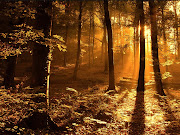 Light effect in the jungle . Yellow Background Wallpaper (forest )