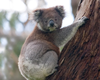 koala on a tree