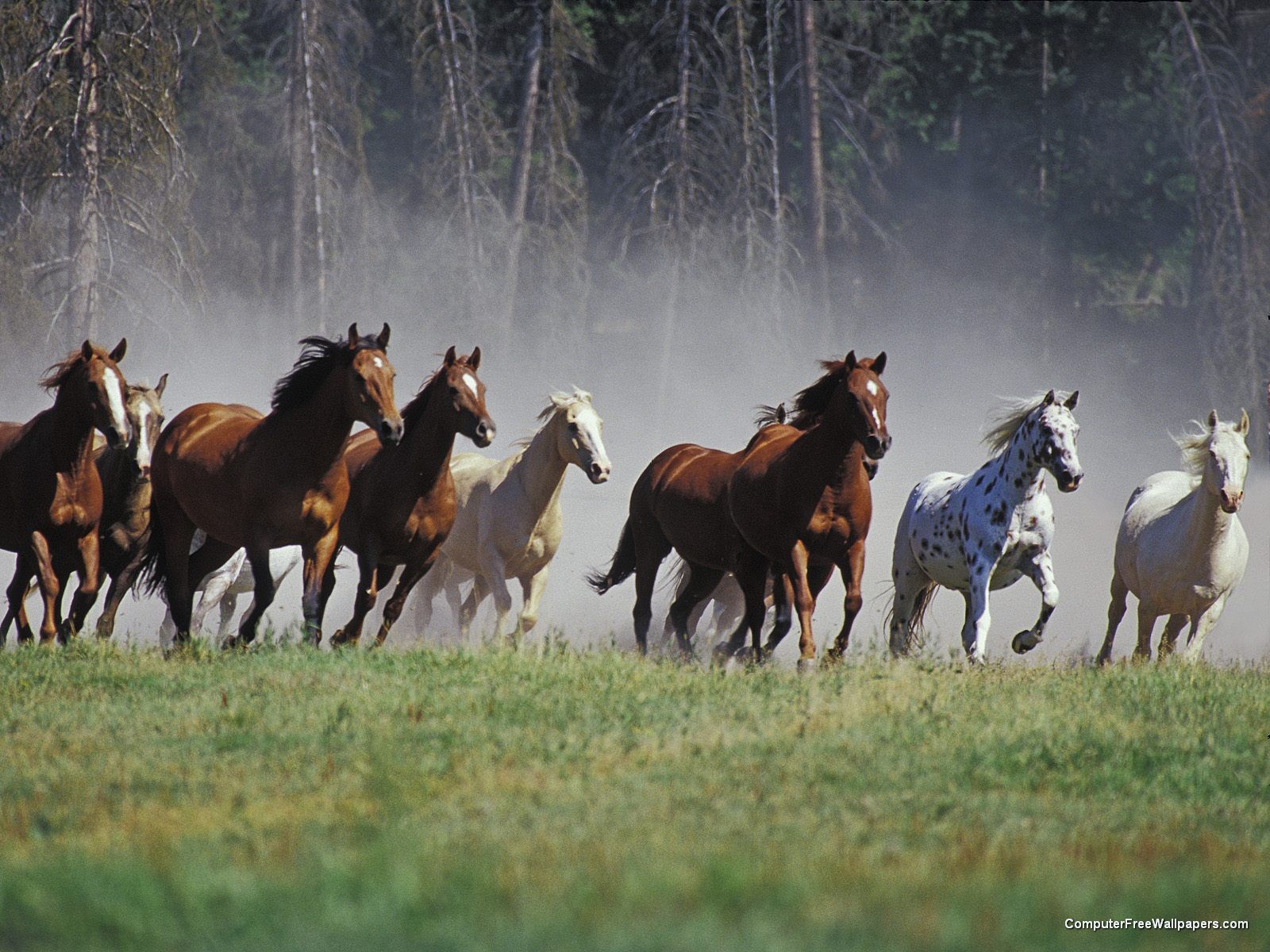 [Roundup+on+the+Ranch+Montana.jpg]