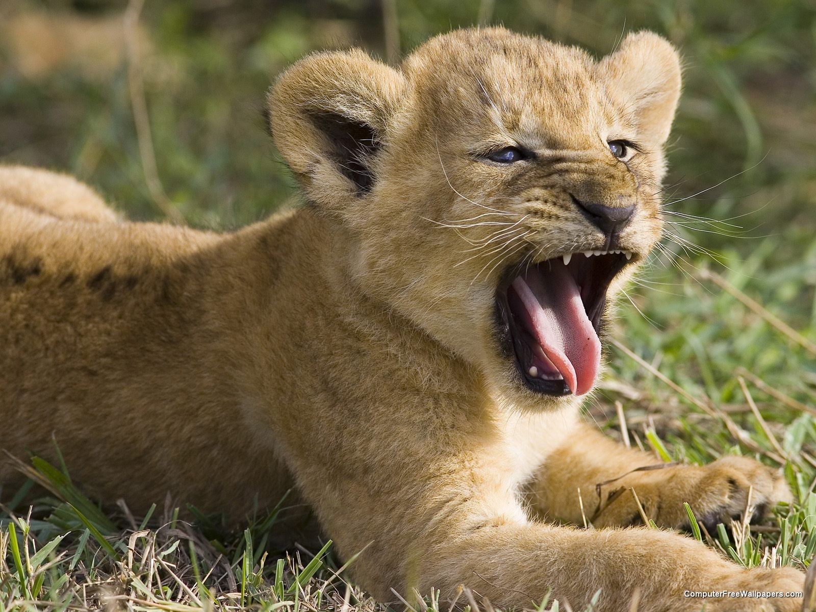 [Seven+Week+Old+African+Lion+Yawning+Masai+Mara+National+Reserve+Kenya.jpg]