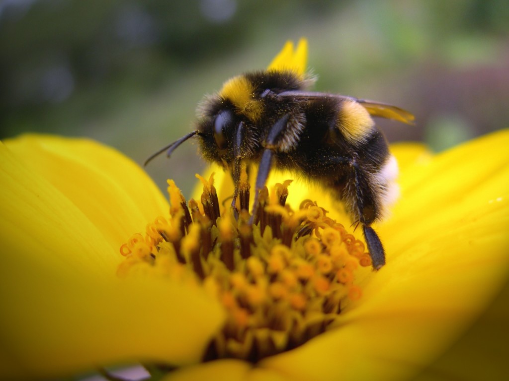 [Animals_Insects_Bee_005545_.jpg]