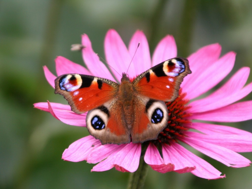 [Animals_Insects_Peacock_butterfly_005549_.jpg]