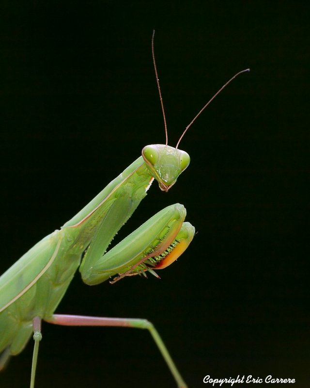 [grasshoper.jpg]