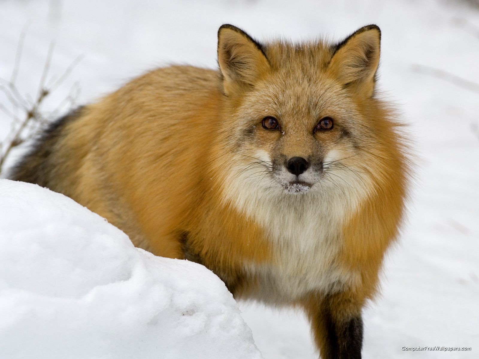 [Red+Fox+in+Snow+Montana.jpg]
