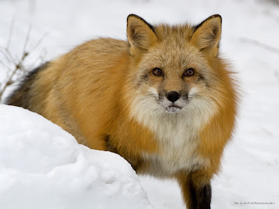 Red fox in snow Montana