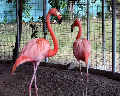 Trapped flamingos