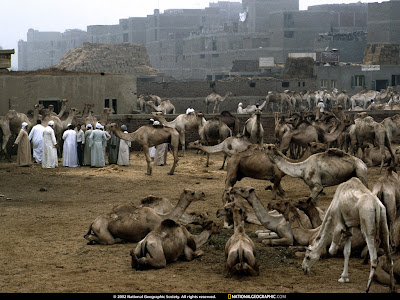 Camel fair