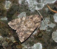 Hatfield Broad Oak - 29th December 2008 - 160w MBT Robinson Trap