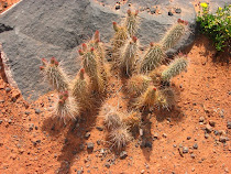 Young `Cacti