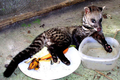 punugu cat perfume making