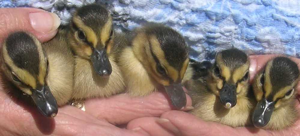 [ducks+in+a+row.JPG]