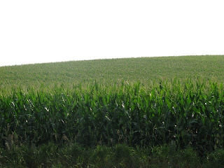 Iowa+Corn+Fields.JPG