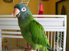 The Birdies