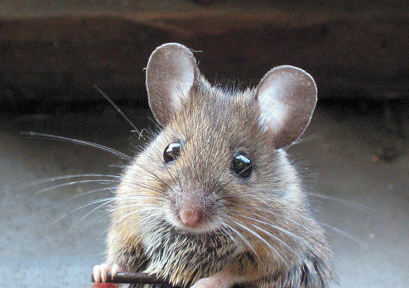 [mouse.jpg]