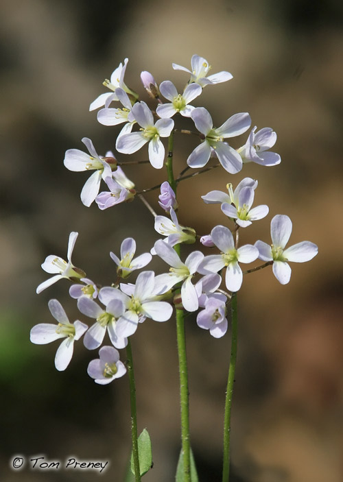 Tom Preney&#039;s Blog: Spring Wildflowers
