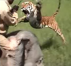 tiger-vs-elephant.jpg