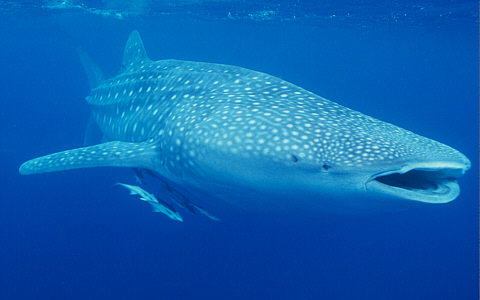 whale shark pictures